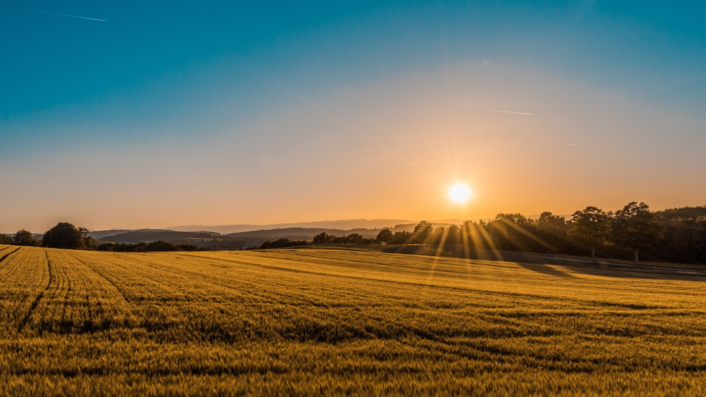 Golden crop rows across the farmland