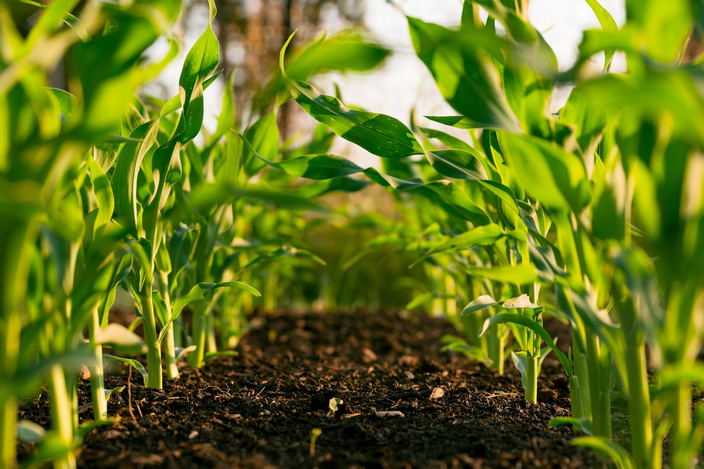 Young green plantation rows
